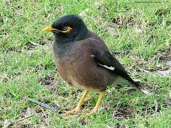 indian_myna2